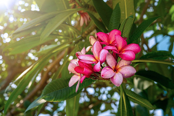 Pink Plumeria Frangipani or Known As Kamboja Bali After Sunrise.