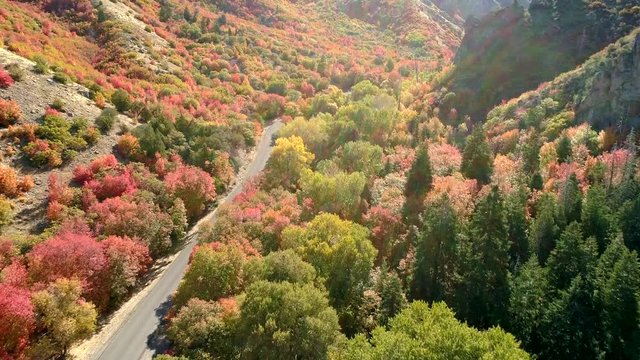 Flying over colorful fall foliage in Utah during Fall moving up canyon.