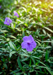 Purple Showers Flower or Known as Ruellia brittoniana Bloom with Skinny Leaves in The Morning. Selective Focus.