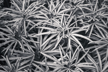 Black and White Zodia Leaves or Known as Evodia sauveolens Background Texture For Wallpaper or Backdrop. Selective Focus.