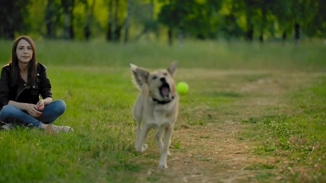 A girl throws a tennis ball to her dog to bring it back. A fun game with a pet. A funny purebred doggy runs after the ball and brings it to his mistress. Slow motion