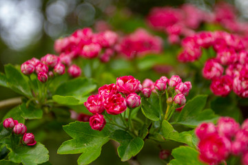 beautiful flowers in the garden 