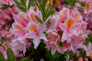 pink flowers in a garden