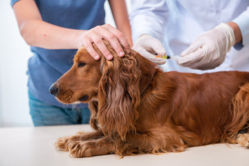 Vet doctor examining golden retriever dog in clinic