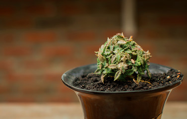 A cactus in a white pot placed on the table