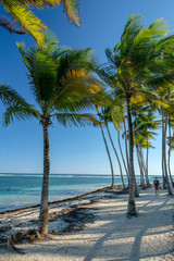 Plage de sable fin et cocotiers, Guadeloupe, France
