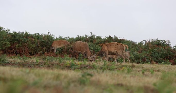 Red Deer Stag Fight Rutting