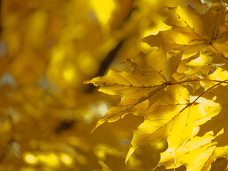 Gold Autumn Leaves Background