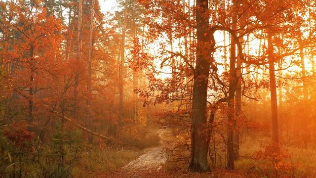 4k video capture from the drone. Slow flight through autumn foggy forest. The rays of the sun make their way through the branches of the pines, illuminating the mist well. Which creates a fabulous atm