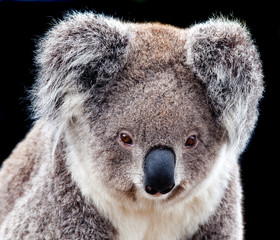 koala face