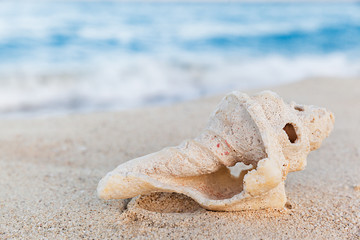 Fototapeta na wymiar Tropical sea shell on sandy beach at sunrise, summer holiday concept
