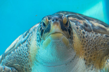 Sea Turtle Underwater 