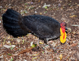bush turkey