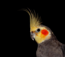 The Cockatiel is an unusual member of the cockatoo family. It is small in size, and has a slender body and long pointed tail, which is more characteristic of the smaller parrots.