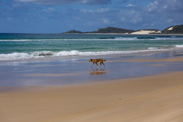 Fototapeta na wymiar dingo on beach
