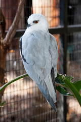black shouldered kite