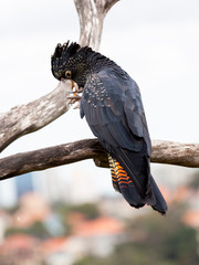 black cockatoo