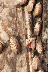 Spotted lanternfly (Lycorma delicatula). Invasive species in Pennsylvania