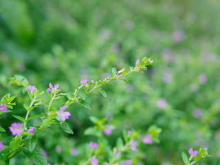 Selective focus of the top of Cuphea Hyssopifolia, the false heather, Mexican heather, Hawaiian heather, or elfin herb