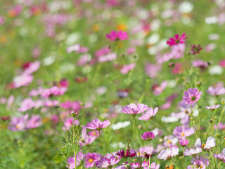 コスモス畑