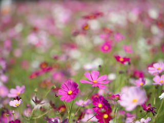 コスモス畑