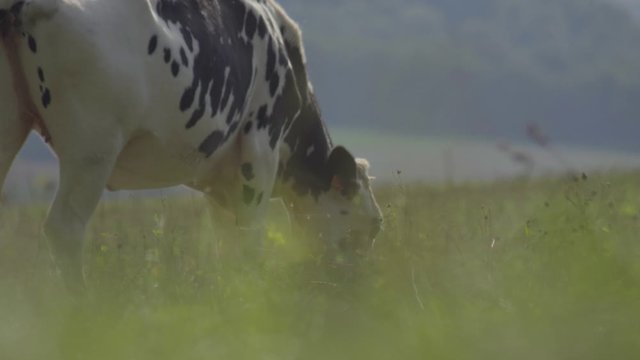 Vache qui mangent dans un champs. Gros plan