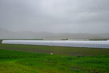 tomato plants growing inside big industrial greenhouse. Industrial agriculture.