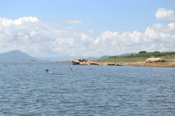 Fototapeta premium naturaleza arboles presa lago 