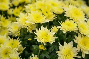 Yellow beautiful flowers for design, background