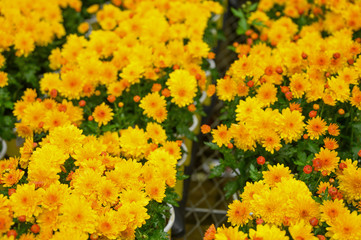 Flowers are yellow and with green for sale, background for design.