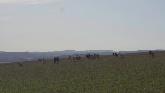 Vache qui mangent dans un champs.