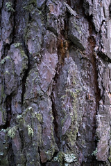 vertical photo of cold texture of old pine bark