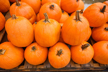 Many pumpkins for sale for Halloween. Background for celebration.