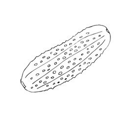 Vector hand drawn sketch cucumber isolated on white background