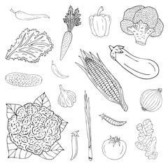 Vector hand drawn sketch outline set bundle of vegetables isolated on white backgroundVector hand drawn sketch outline set bundle of vegetables isolated on white background