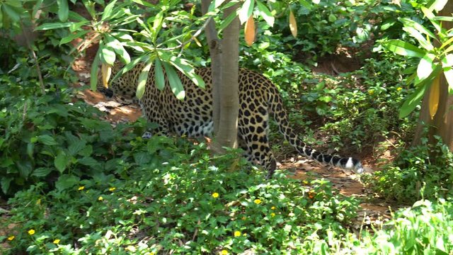 leopard walks along in jungle in zoo. An animal with a beautiful skin.