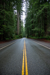 Wet Road Cuts Through Redwood Forest