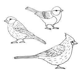 Vector set bundle of black outline hand drawn doodle sketch red cardinal, tit and bullfinch birds isolated on white background