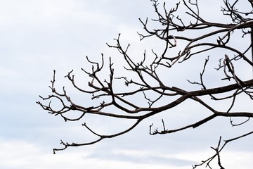 Tree branch Sky gray background