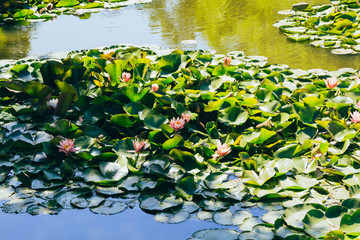 Blooming water lily and green round leaves in water，Nymphaea L.