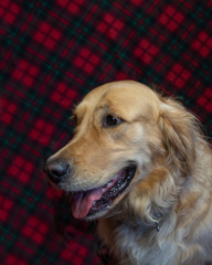 Golden Retriever with mouth open against red plaid background