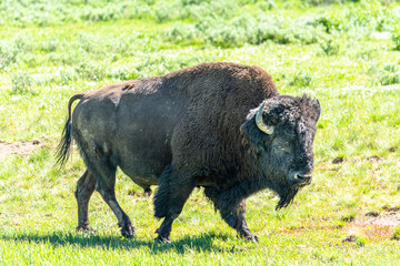 Fototapeta premium 2020