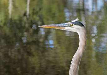 Great Blue Heron near a pond.