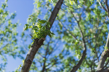 japanese maple tree with thick green foliage shot at shallow deph of field