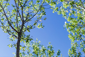 japanese maple tree with thick green foliage shot at shallow deph of field