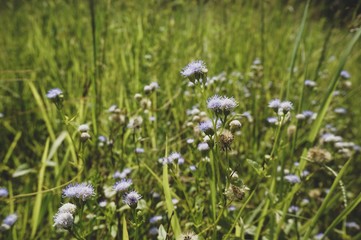 Little violet flowers with green grasses