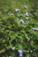 Little violet flowers with green grasses