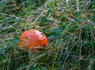 Close up of amanita poisonous mushroom. Inedible mushroom of toadstool with red cap and white stalk in the forest. Amanita muscaria or fly agaric.