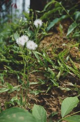 Little white flowers and green grasses background 