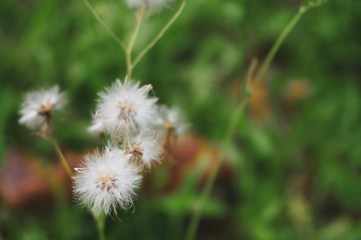 Little white flowers and green grasses background 